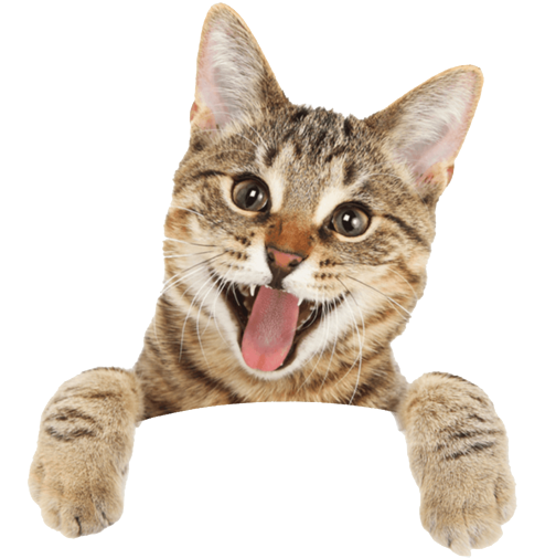 Jetzt Offerten für die Montage Ihrer Katzenklappe in der Schweiz erhalten